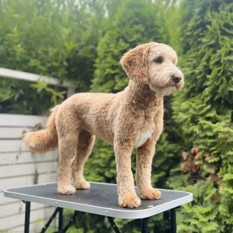 Goldendoodle Winter Haircut, Goldendoodle Haircuts Teddy Bears, F1 Goldendoodle Haircut, Short Doodle Cuts, Curly Doodle Haircut Styles, Doodle Puppy Cut, Short Doodle Haircut, Mini Golden Doodle Haircut, Goldendoodle Haircut Styles