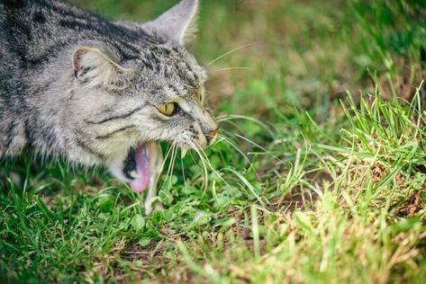 Analyzing the Different Types of Cats Throw Up Best Big Dog Breeds, Cat Vomit, Cat Throwing Up, Different Types Of Cats, Nanny Dog, Cat Eating, Dog Died, Hypoallergenic Dogs, Types Of Cats