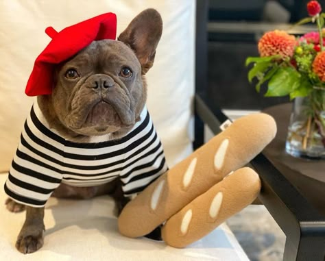 15 Interesting Halloween Costume Ideas for Your French Bulldog | Page 2 of 5 | The Dogman Frenchie Costume Halloween, Halloween Costumes For French Bulldogs, French Bulldog Clothes Outfits, Cute Dogs Clothes, Frenchie Halloween Costumes, French Costume Ideas, Frenchie Costume, Husky Accessories, Costumes With Dogs