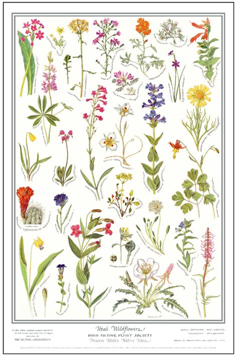 Utah Native Flowers, Utah Wild Flowers, Wyoming Wildflowers Tattoo, Utah Flowers, Utah Wildflowers, Bestie Tats, Wildflower Poster, Utah Tattoo, Colorful Landscaping