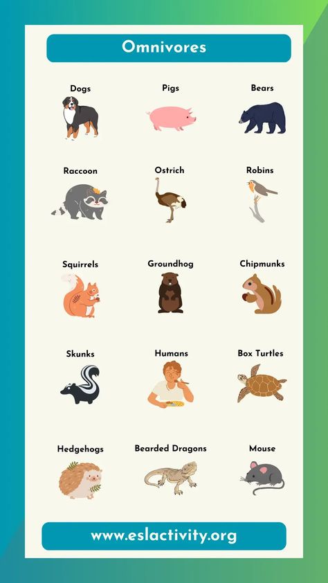 Check out this omnivorous animals list to learn some new English vocab. Have some fun learning the names of herbivores! #learnenglish #learningenglish #vocabulary #vocabulary #esl #efl #tefl #elt #tesol #tesl #english Omnivores Animals, Esl Curriculum, Toefl Preparation, Toefl Vocabulary, Omnivorous Animals, Animals List, Esl Learning, Teach English To Kids, Ielts Preparation