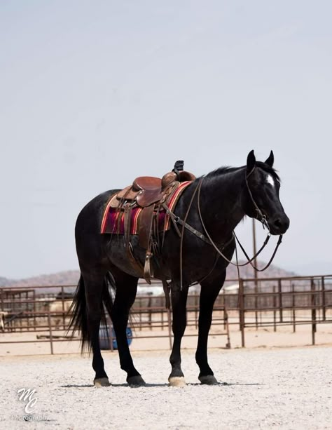 Black Horse Western Tack, Western Horse Bridle, Black Quarter Horse, Beautiful Horses Wild, Horses Western, Aqha Horses, Horse Photography Poses, Ranch Horse, Cute Horse Pictures