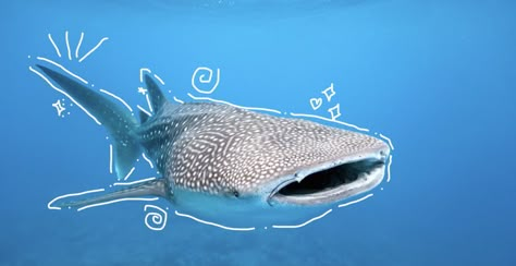 Sea Animals Matching Pfp, Shark Wallpaper Chromebook, Cute Shark Desktop Wallpaper, Whale Shark Desktop Wallpaper, Shark Header Twitter, Shark Desktop Wallpaper Aesthetic, Shark Widget Long, Whale Shark Wallpaper Laptop, Shark Computer Wallpaper