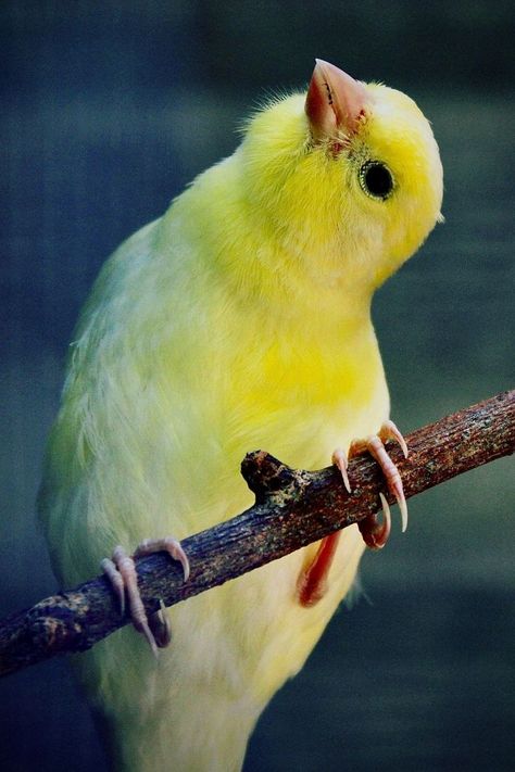 canary bird Canary Aesthetic, Castle Windows, Mother Gaia, Yellow Canary, Canary Birds, Yellow Animals, 2022 Art, Animal Reference, Art Concepts