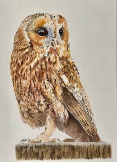 Tawny Owl - fine art prints and originals available Realistic Pencil Drawings, Colored Pencil Artwork, Owls Drawing, Wildlife Paintings, Realism Art, Soul Art, Jan 1, Bird Pictures, Color Pencil Art