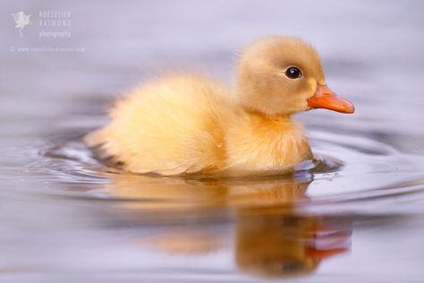 Duck Side Profile, Bath Duck, Cute Disney Characters, Cute Ducklings, Baby Duck, Yellow Baby, Baby Ducks, Important Things In Life, Disney Character