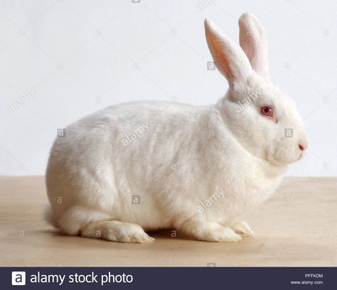 Download this stock image: New Zealand White Rabbit, side view - PFFKDM from Alamy's library of millions of high resolution stock photos, illustrations and vectors./ Rabbit Side Profile, Bunny Side View, Rabbit Side View, Female Rabbit, Rabbit Pictures, Animal Reference, House Of Cards, White Rabbit, Side View