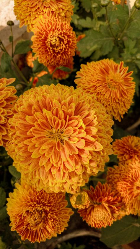 Pot Marigold Flower, Yellow Marigold Aesthetic, Merrygold Flowers, Marigold Aesthetic Wallpaper, Marigold Flower Aesthetic, Marigold Photography, Flower Pot Wallpaper, Marigold Aesthetic, Flower Design Wallpaper