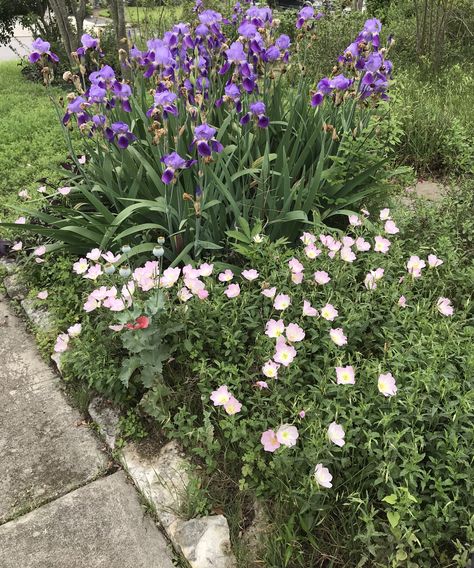 Showy evening primrose next to purple iris Showy Evening Primrose, Sustainable Yard, 2023 Landscape, Landscape Plan, Purple Iris, How To Attract Hummingbirds, Evening Primrose, Drought Tolerant, Yard