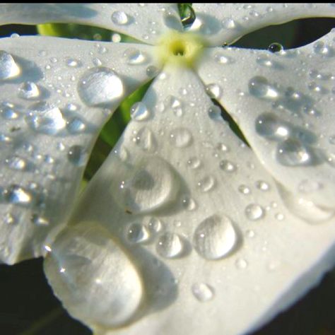 Dew Drops Aesthetic, Morning Dew Aesthetic, Dew Drops On Flowers, Dew On Flowers, Dew Aesthetic, Witch Aesthetic Outfit, Witches Circle, Spells And Rituals, Wild Bluebell