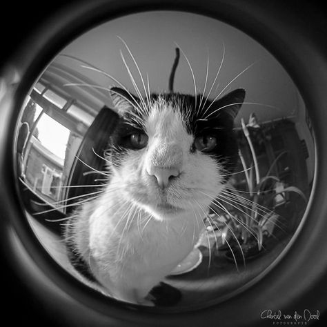 Submission to '365 Days With The Fisheye' Fish Eye Pfp Aesthetic, Round Pfp Eyefish, Fisheye Art, Round Profile Picture, Fisheye Pfps, Fisheye Photos, Fisheye Photography, Fisheye Lens, Sensory Art