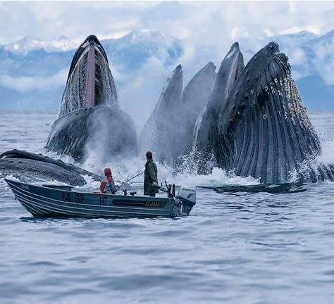 Svalbard Norway, Humpback Whale, Ocean Creatures, Ocean Animals, Sea World, Sealife, Ocean Life, Animal Photo, Sea Animals