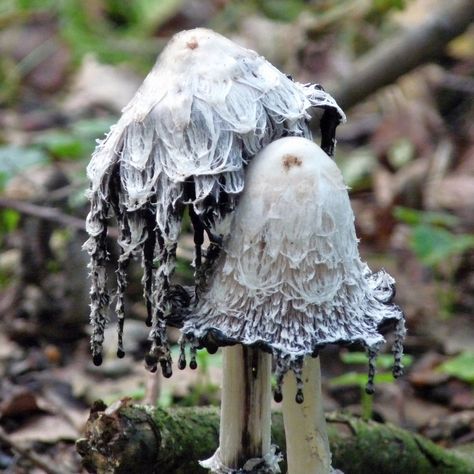 I love mushrooms because some of them can be so cool! Like these inky mushrooms! I want to go on more nature walks and find more cool mushrooms. Mushroom Pictures, Plant Fungus, Creation Art, Theme Nature, Mushroom Fungi, Arte Inspo, Mushroom Art, Wild Mushrooms, Pretty Plants