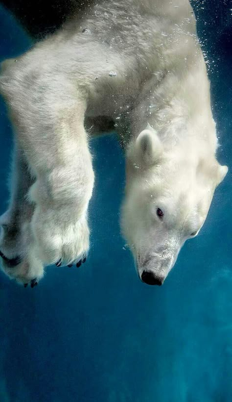 Polar Bears, Polar Bear Photo, Arctic Ocean Underwater, Polar Bear Eating, Polar Bear Landscape, Polar Bear Swimming, Polar Bear On Ice, Polar Bear Underwater, King In The North