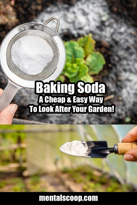 Baking Soda A Cheap & Easy Way To Look After Your Garden! - Mental Scoop Baking Soda Tenderizer, Baking Soda And Plants, Is Baking Soda Good For Skin, Baking Soda Is A Gardeners Best Friend, Baking Soda In The Garden, Uses Of Baking Soda, Cleaning With Bicarbonate Of Soda, Tomato Disease, Types Of Sunflowers