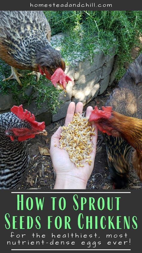 Learn how easy it is to spout seeds and grains for your backyard chickens, and why sprouts are SO good for their health! Extra healthy chickens = extra healthy, nutritious eggs! Backyard Chickens Diy, What To Feed Chickens, Raising Turkeys, Laying Chickens, Raising Chicks, Backyard Chicken Farming, Chicken Health, Chicken Eating, Raising Backyard Chickens