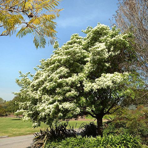 Chionanthus retusus Tree Landscape Ideas, Trees For Backyard, Old Mill House, Spring Bulbs Garden, Chinese Tree, Money Plants, Fringe Tree, Trees For Front Yard, Buffer Zone