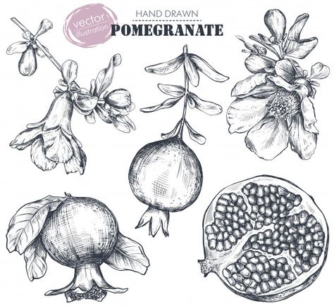 Collection of pomegranate fruits, flower... | Premium Vector #Freepik #vector #flower #food #hand #leaf Pomegranate Drawing, Pomegranate Tattoo, Restaurant Business Cards, Pomegranate Fruit, Engraving Illustration, Fruit Flowers, Watercolor Trees, Botanical Drawings, Black And White Illustration