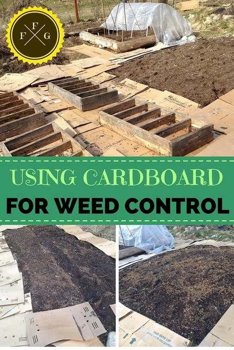 How to suppress weeds in your garden with cardboard Garden Prepping, Dig Gardens, Weed Barrier, Garden Weeds, Container Gardening Vegetables, Family Food, Food Garden, Easy Garden, Garden Cottage