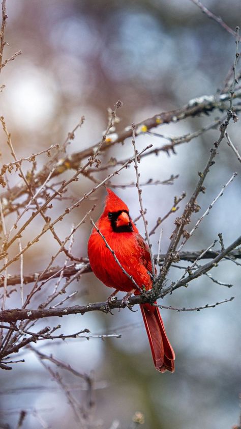 Red bird tattoos