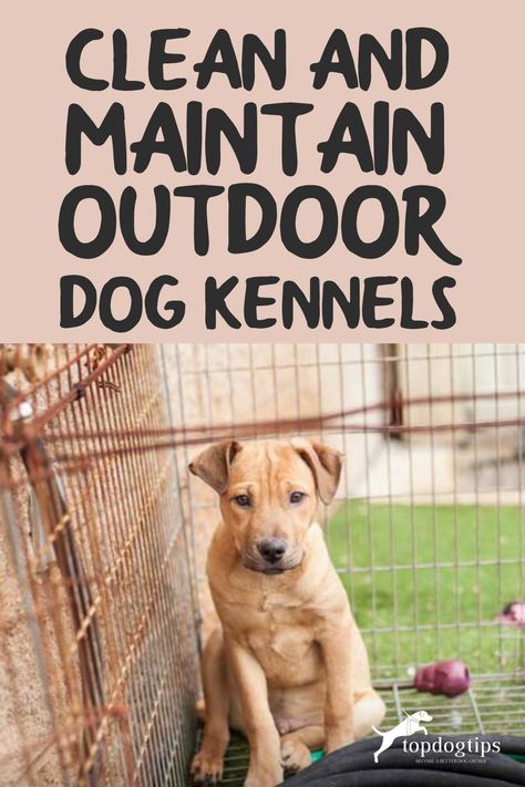 Pet parents with outdoor dog kennels need to know how to properly clean them. Here are some steps and tips to maintain and clean your outdoor dog crates. Dog Kennel Ideas Outdoor, Outdoor Dog Kennels, Dog Throwing Up, Dog Kennel Outside, Dog Backyard, Outdoor Dog Kennel, Cheap Dog Beds, Dog Cooling Mat, Wooden Dog Kennels