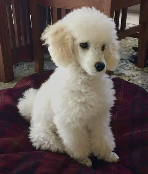 Miniature Poodle Haircut Styles, Zeus Daughter, Miniature Poodle Grooming, Toy Poodle Haircut, Poodle Haircut Styles, Poodle Hair, Poodle Haircut, Dog Grooming Styles, Poodle Puppy Standard