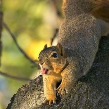 Cute Animal Tongues | Pictures of Animals With Their Tongues Sticking Out Angry Squirrel, Lightning Thief, Squirrel Pictures, Nut House, Big Teeth, Squirrel Funny, Squirrel Girl, Fox Squirrel, Cute Squirrel