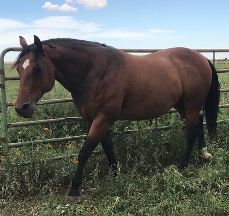 Bay Quarter Horse Gelding, Dark Bay Quarter Horse, Bay Mare Horse, Bay Quarter Horse Mare, Quarter Horse Aesthetic, Bay Horse Western, Bay Pony, Bay Quarter Horse, Quarter Horse Mare