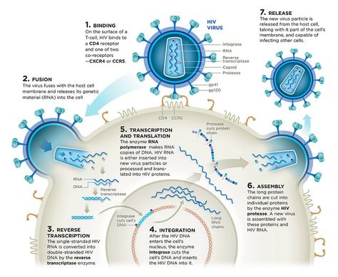 HIV Life-Cycle | Flickr - Photo Sharing! Hiv Life Cycle, Diagrams Design, Magazine Graphics, Rna Polymerase, Concept Maps, Mcat Study, Nurse Stuff, Concept Map, T Cell