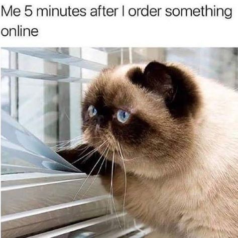 Waiting for online orders is the worst  #bbloggers Funny Cat Fails, Cat Fails, Cat Spray, Pet Animals, Cat People, Funny Cat Memes, Grumpy Cat, Siamese Cats, Funny Animal Pictures