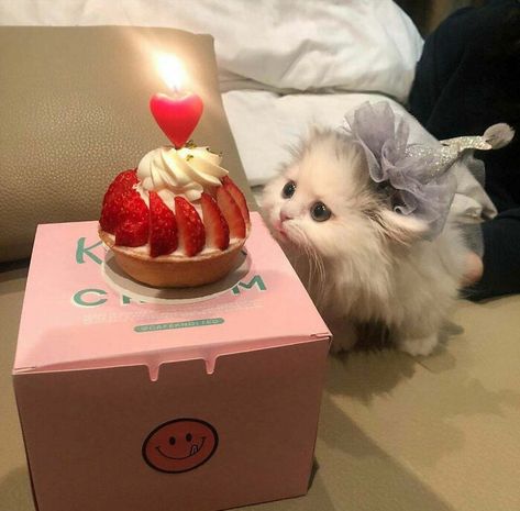 Criminals Have Birthdays Too Gatos Cool, Tiny Cats, Söt Katt, Cute Cats Photos, Cat Aesthetic, Cute Animal Photos, Cute Cats And Kittens, Funny Cute Cats