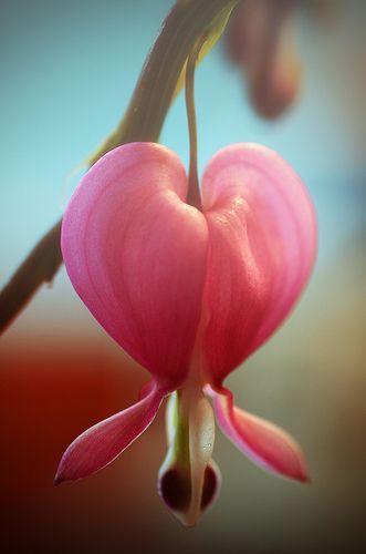 Lamprocapnos Spectabilis, Heart Shaped Flowers, Dicentra Spectabilis, Heart In Nature, Flowers Heart, God Heals, Orchid Flowers, Unusual Flowers, Heart Flower