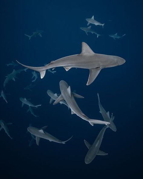 Breanne Carrin on Instagram: "SHARK WEEK 🦈⚡️  basically everyday for us here, but appreciated nonetheless. Slowly transitioning out of sandbar season into Tiger season.   Sharks via @oneoceandiving   #sharks #shark #diving #sharkweek #underwater #underwaterphotography #hawaii #northshore #diving #freediving" Sandbar Shark, Diving With Sharks, Diving With Whale Sharks, Caribbean Reef Shark, Shark Coming Out Of Water, Shark Infested Waters, Shark Diving, Free Diving, Shark Week