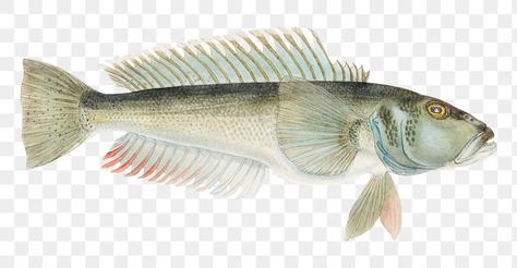 Cod Drawing, Sea Animal Drawing, Drawing Png, Cod Fish, Animal Drawing, Fish Drawings, Sea Animal, Vintage Fishing, Sea Animals