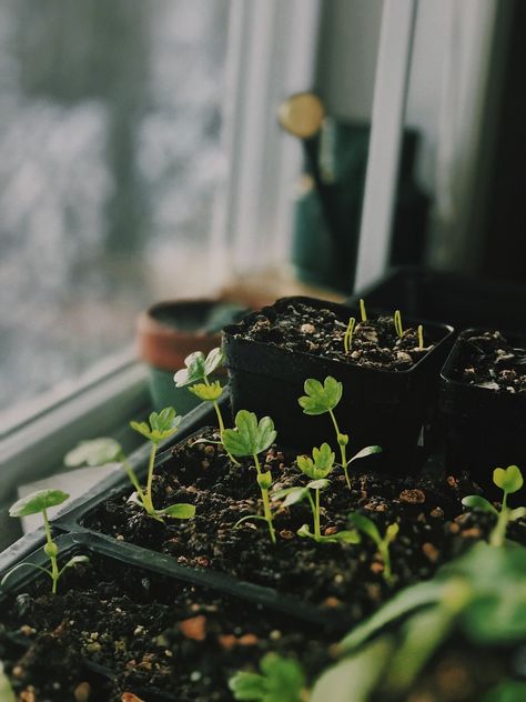 Plant Growing Aesthetic, Growing Plants Aesthetic, Seeds Aesthetic, Seed Aesthetic, Botany Aesthetic, Gardening Aesthetic, Starting Seeds, Seedling Pots, A Robin