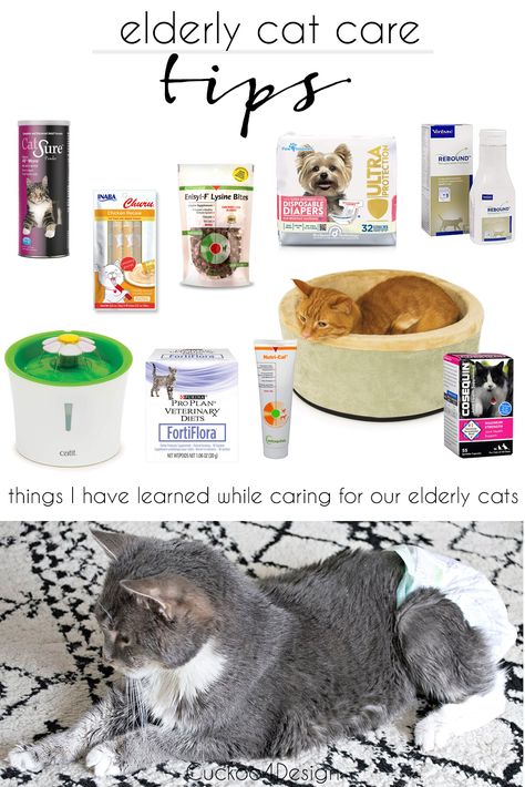 things I have learned from caring for our elderly cats | elderly cat care tips | how to care for old cats #cats #catcare Elderly Cat Care, Cute Cat Tower, Senior Cats Tips, Cat Daily Care Checklist, Senior Cat Care Tips, Cat Care Tips Kittens, How To Care For Kittens Tips, Senior Cat Care, Kitty Care