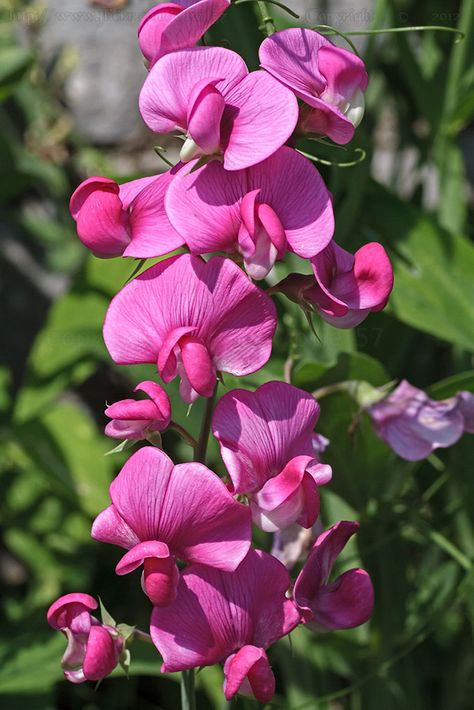 Sweet pea (Lathyrus odoratus) Sweet Pea Photography, Sweetpea Flower, Sweet Pea Flower, Lathyrus Odoratus, Sweet Pea Flowers, Fragrant Plant, Pea Flower, Flower Therapy, Sweet Peas