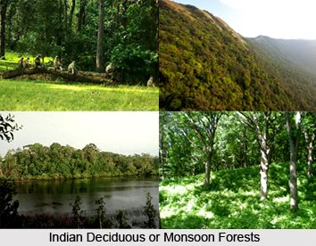 Monsoon forests, also known as tropical deciduous forests, are a vital component of India's diverse ecosystems. Characterized by their unique response to seasonal changes, these forests play a crucial role in maintaining ecological balance and supporting biodiversity. For more, visit the link below:  #wildlife #fauna #wildlifeconservation #sanctuaries #forest Tropical Deciduous Forest, Natural Vegetation, Deciduous Forest, Seasonal Changes, India Images, Travel India, Wildlife Conservation, India Travel, Ecology