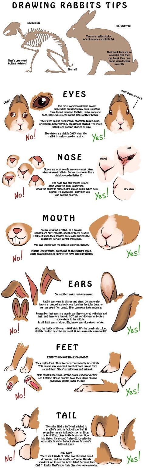 Animal Art Tips, Bunny Fursona Ref Sheet, Animal Tutorial Drawing, How To Draw Anthropomorphic Animals, Rabbit Anthro, Anthro Bunny, Rabbit Anatomy, Bunny Eyes, Rabbit Drawing