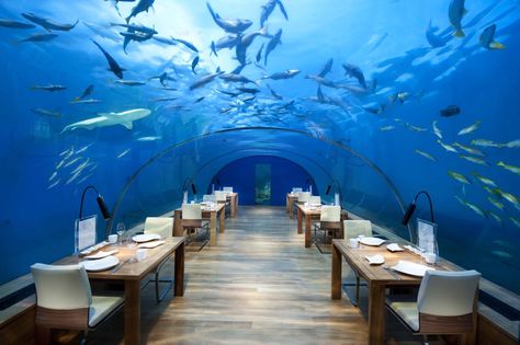 Ithaa Undersea Restaurant, Maldive Islands Conrad Maldives, Underwater Hotel, Travel Maldives, Diani Beach, Underwater Restaurant, Travel Influencer, Bawah Air, Under The Water, Maldives Resort