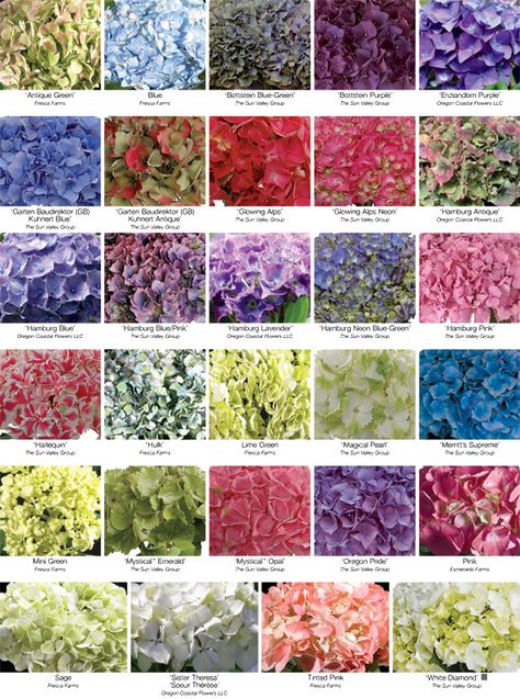 Florists' Review Magazine® :: Your monthly magazine for operating a successful floral business Colors Of Hydrangeas, Wedding Flowers Blue Hydrangea, Carnation Colors, Coloring Practice, Hydrangea Varieties, Wedding Flowers Hydrangea, Mother's Day Flowers, Flower Chart, Hydrangea Colors