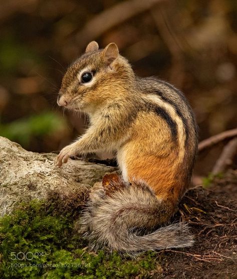 Chipmunk Cute, Eastern Chipmunk, Baby Chipmunk, Winter Reading, Woodburning Projects, Cute Small Animals, Animal Study, Animal References, Favorite Animals