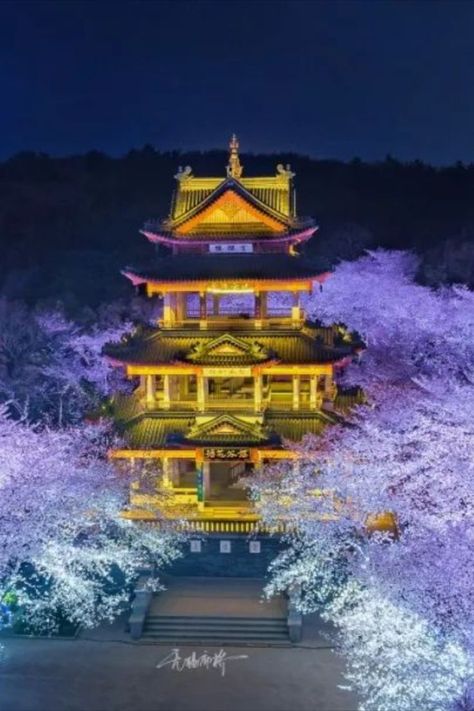 Check out the cherry blossoms in the Yuantouzhu scenic area in Wuxi! These flowers welcome spring with their pink-colored beauty. When the lights come on, the nighttime views are absolutely breathtaking. Wuxi, Welcome Spring, Travel And Tourism, Cherry Blossoms, Night Time, Cherry Blossom, Tourism, Blossom, Cherry