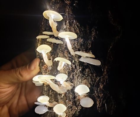 Diy Forest Decor, Glowing Mushrooms, Diy Glue, Mushroom Crafts, Mushroom Lights, Fairy Garden Crafts, Forest Decor, White Glue, Straight Edges