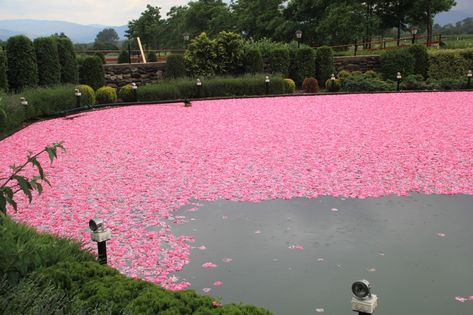 The #Rose #Festival - one of the most remarkable events in #Bulgaria, dedicated to beauty and flowers, to spring and the fragrance of the priceless Kazanlak rose. Find out more about the precious and fine rose oil, about the tradition and history behind the annual celebration.  #VisitBulgaria #Bulgaria2017 #Travel #Events Bulgarian Rose Festival, Bulgaria Rose, Bulgarian Roses, Bulgarian Flag, Spa Packages, Bulgarian Rose, Pink Sunset, Rose Oil, Vacation Packages