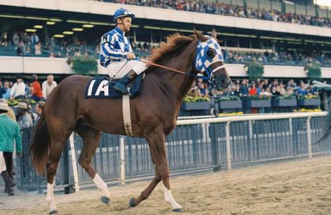 Secretariat Horse, Preakness Stakes, American Pharoah, Triple Crown Winners, Belmont Stakes, Thoroughbred Horse, Triple Crown, Preakness, Thoroughbred