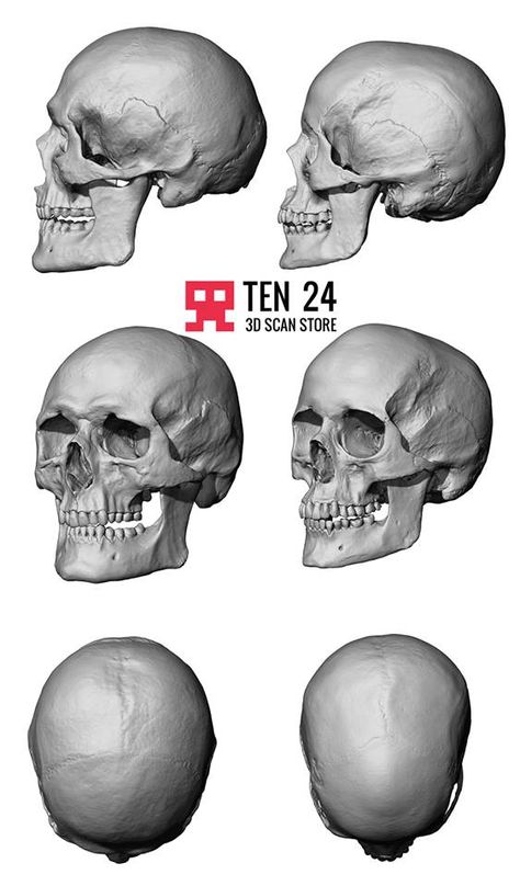 Skull Structure, Neck Muscle Anatomy, Skull Study, Female Skull, Skull Anatomy, Head Anatomy, Skull Reference, Face Structure, Anatomy Practice