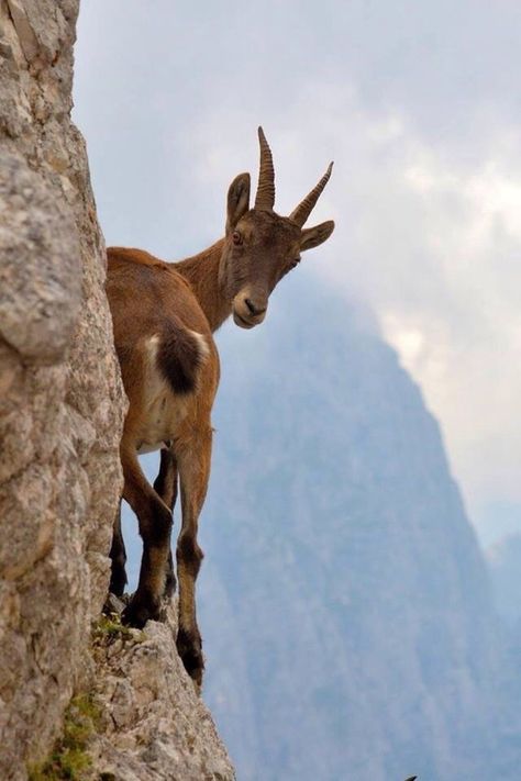 Capricorn Mountain Goat Regnul Animal, Wild Kingdom, Dangerous Animals, A Goat, Mule Deer, Mountain Goat, Manx, Animal Planet, Animal Photo