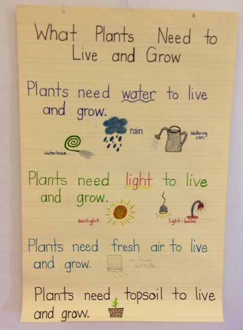 Research Focus - What Plants NEEDto Live and Grown! Plant Song, Plant Life Cycle Worksheet, Third Grade Homeschool, Water Study, Teaching Plants, Classroom Wishlist, Plants Unit, Plant Activities, Science Experiments For Preschoolers