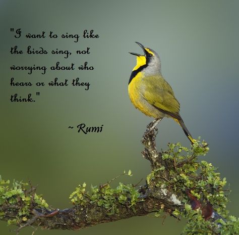 "I want to sing like the birds sing, not worrying about who hears or what they think." ~ Rumi. #sing #quote #Rumi Birds Quotes, Singing Quotes, Singing Birds, Patience Quotes, Birds Singing, Irish Proverbs, Bird Quotes, Plants Quotes, Spring Quotes